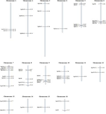 Development of Intron Polymorphism Markers and Their Association With Fatty Acid Component Variation in Oil Palm